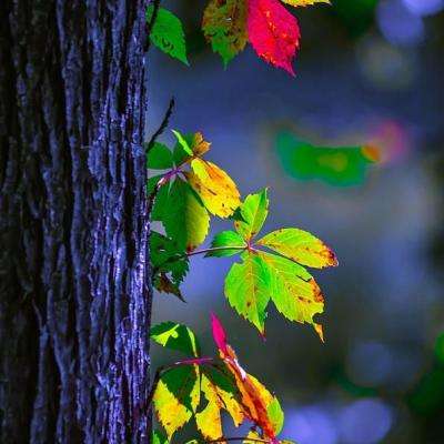 中欧·体育下载手机版